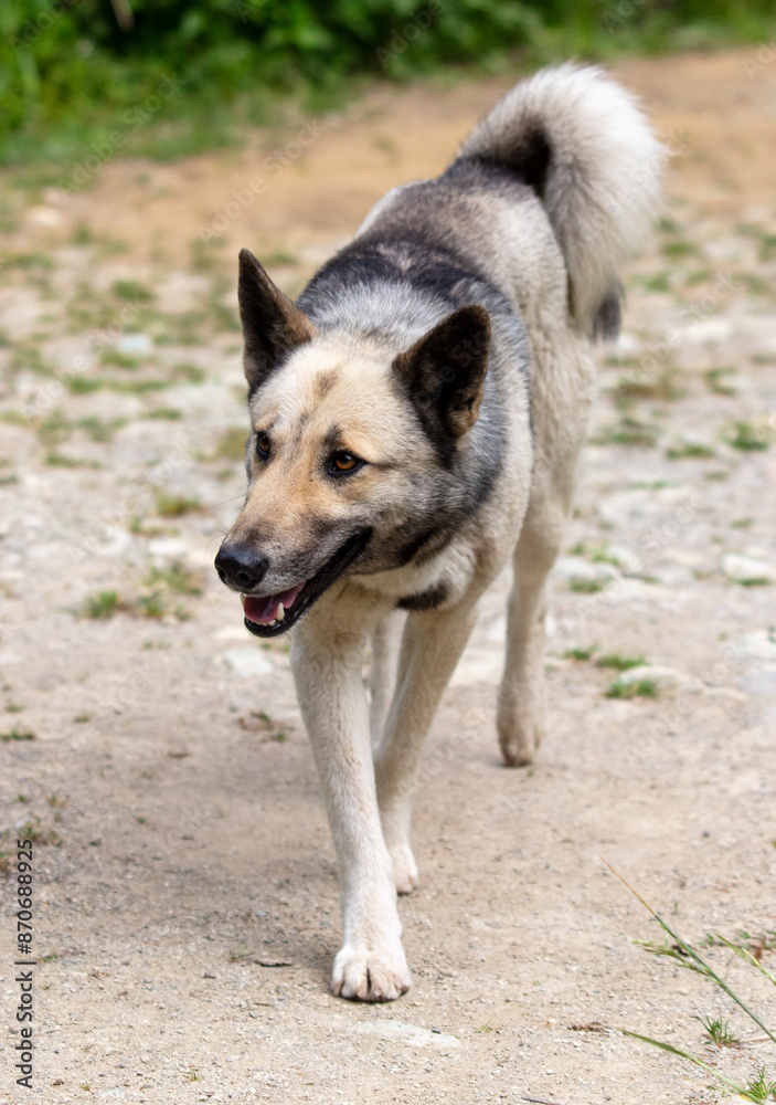 Portrait of a wild dog in the park Portrait of a wild dog in the park