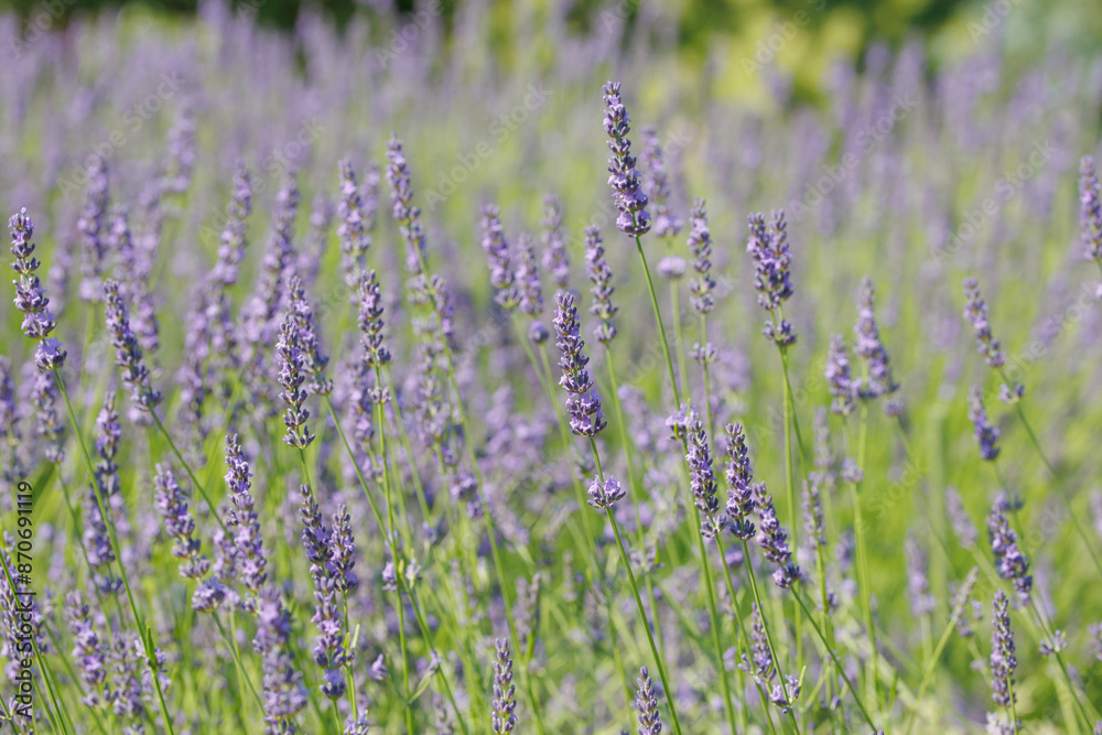 Naklejka premium ラベンダー（ラバディン）