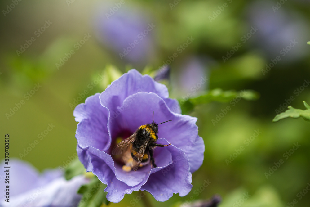 A close-up view of a bumblebee (bombus) in a light purple hibiscus flower in bloom A close-up view of a bumblebee (bombus) in a light purple hibiscus flower in bloom