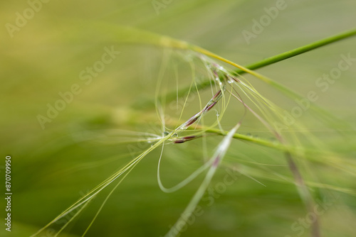 Blade of grass with seeds in front of a blurred background