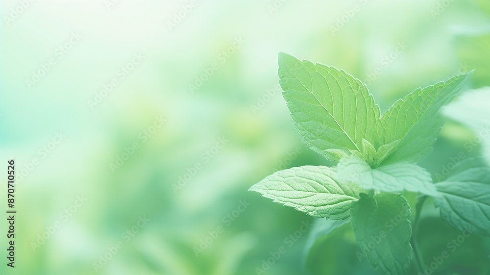 Mint leaves close-up, delicate green background postcard Mint leaves close-up, delicate green background postcard