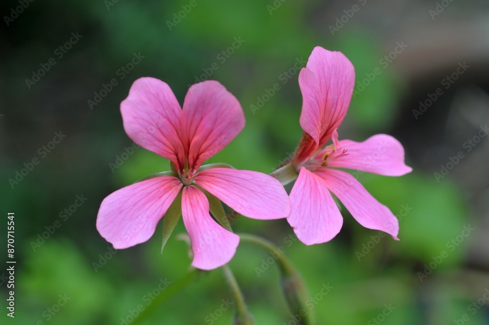 Fleurs de géranium rosat en été en gros plan Fleurs de géranium rosat en été en gros plan