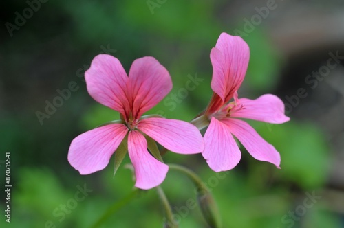 Fleurs de géranium rosat en été en gros plan