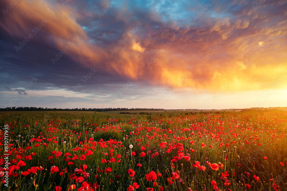 Incredible flowering of red poppies on a spring meadow against the sun. Incredible flowering of red poppies on a spring meadow against the sun.