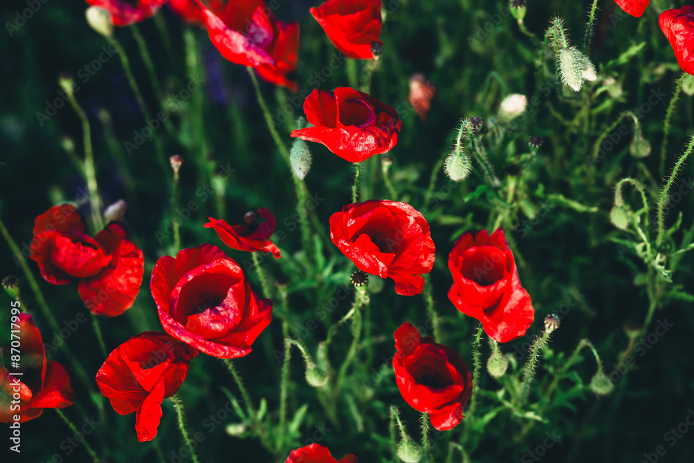 Fototapeta premium Magical flowering of red poppies closeup on a spring meadow against the sun.