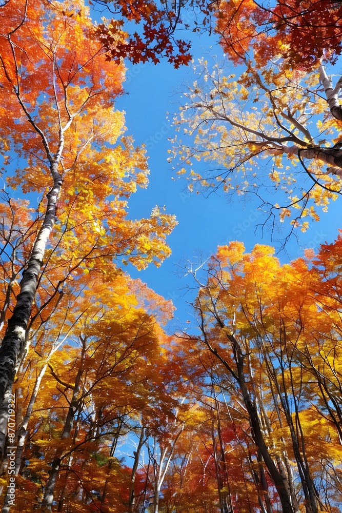 Autumn Trees With Golden Leaves And Blue Sky Autumn Trees With Golden Leaves And Blue Sky