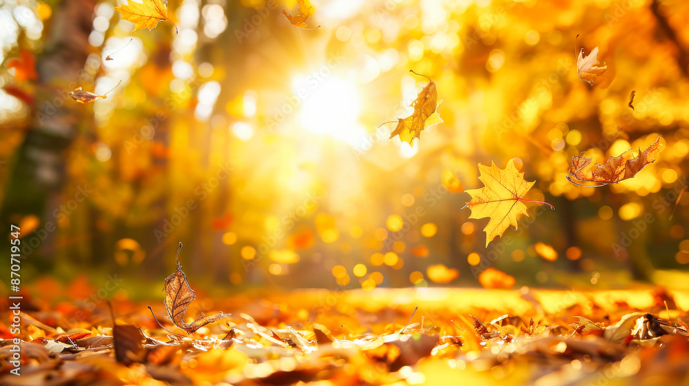 Autumn forest with golden leaves on the ground and sunlight through the trees Autumn forest with golden leaves on the ground and sunlight through the trees