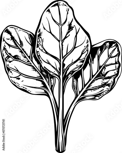 Hand drawn spinach clipart design illustration