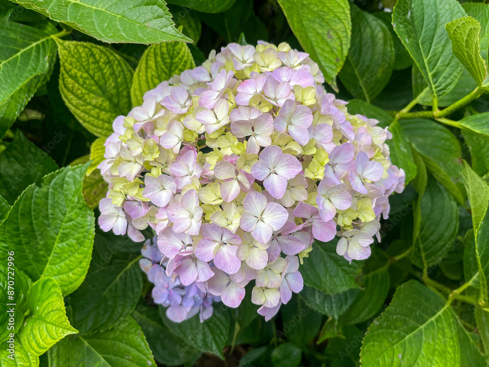 ARBUSTOS EN FLORACIÓN. FLORES COMPUESTAS. HORTENSIAS. HYDRANGEA. ARBUSTOS EN FLORACIÓN. FLORES COMPUESTAS. HORTENSIAS. HYDRANGEA.