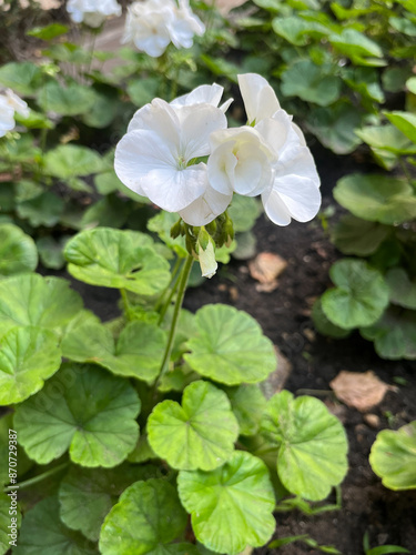 PEQUEÑA PLANTA CON FLOR. FLOR DE COLOR BLANCO. GERANIO. GERANIUM.