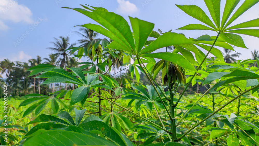 Green fresh cassava leaves agriculture plantation or the Latin name Manihot esculenta Green fresh cassava leaves agriculture plantation or the Latin name Manihot esculenta