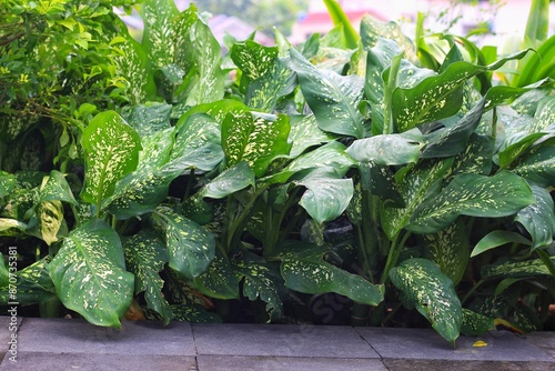 Dieffenbachia Seguine, tropical plants with beautiful texture green leaves photo