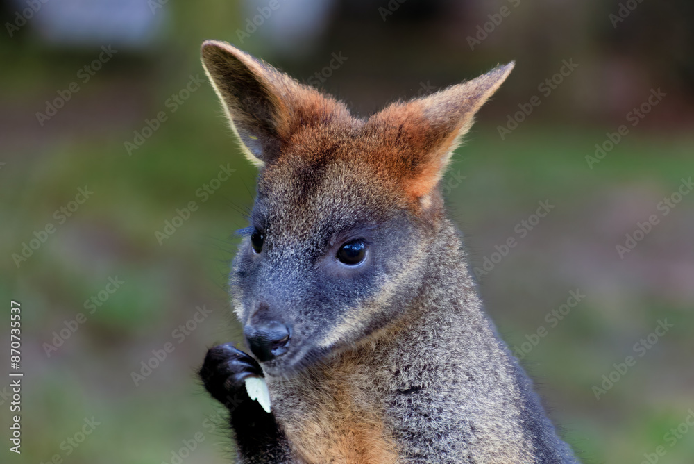 Rotterdam, the Netherlands - 31st December 2019 - face of a swamp wallaby eating in Blijdorp Zoo Rotterdam, the Netherlands - 31st December 2019 - face of a swamp wallaby eating in Blijdorp Zoo