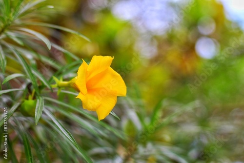 Trumpet flower or Yellow Oleander (Thevetia peruviana). Beautiful flower blooming in sunny garden, botanical nature background. Vibrant tropical blossom in full bloom on nature background photo