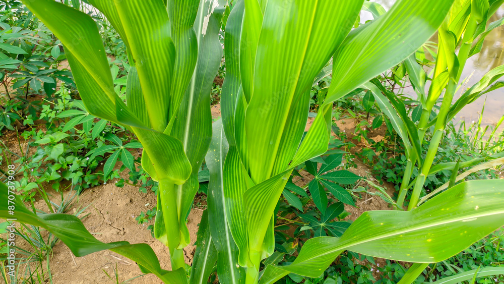 Obraz premium Close up Lush green young corn plants or Latin name zea mays