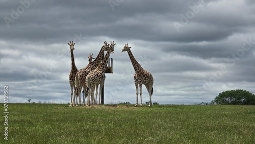 Photography giraffe in the safari
