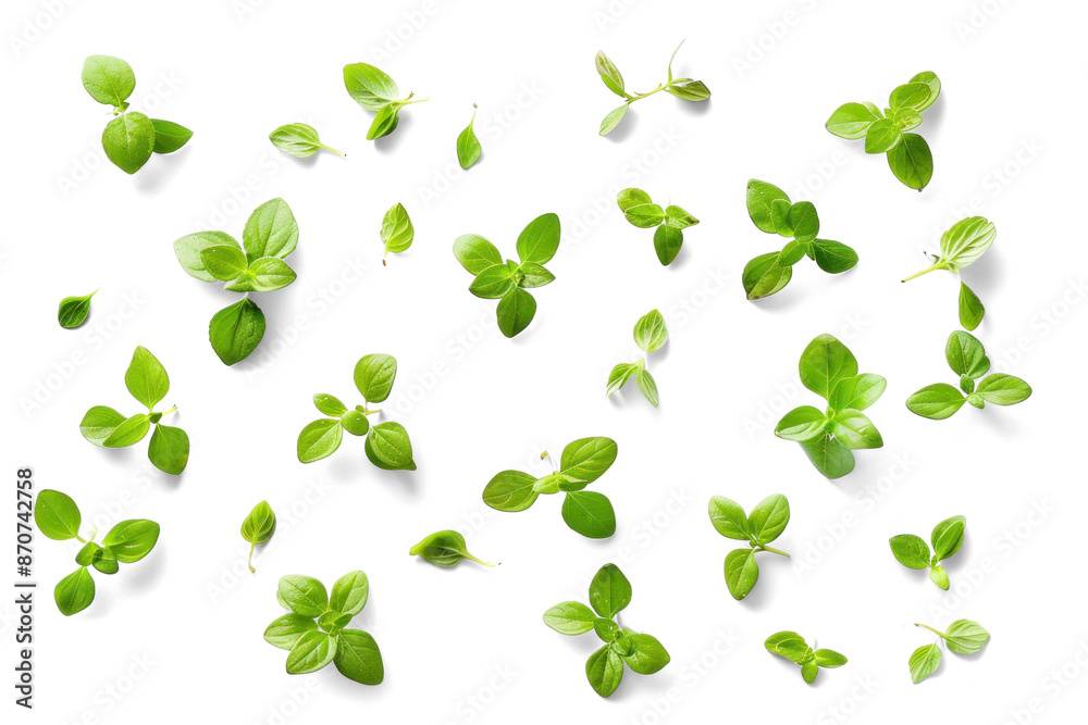 Fresh Green Herb Leaves on Transparent Background