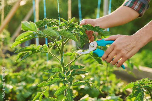 Close-up of tomato plant and hands with pruning shears shaping plant photo