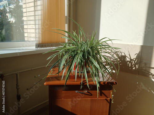 A pedestal with a flower next to the window from which the sun shines. Interior