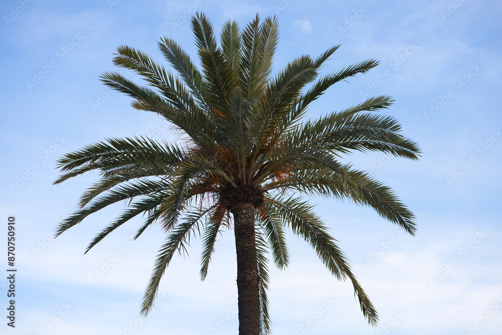 Leafy green palm tree on a background of white clouds over blue sky in seville, spain. Travel and tourism concept. Leafy green palm tree on a background of white clouds over blue sky in seville, spain. Travel and tourism concept.
