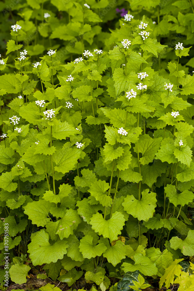 Fototapeta premium Knoblauchsrauke (Alliaria petiolata )