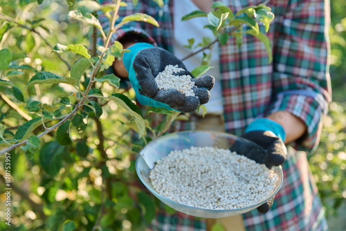 Fertilizing fruit trees apple trees with mineral granulated fertilizers