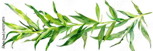Hand-Drawn Watercolor Illustration of Fresh Tarragon Herb Sprig on White Background