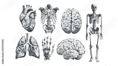 The human skeleton, arm, heart, brain, lungs. Anatomy concept. Collage cut out element in a gothic style. Pop art dotted stickers. Halftone y2k vector illustration isolated on transparent background.