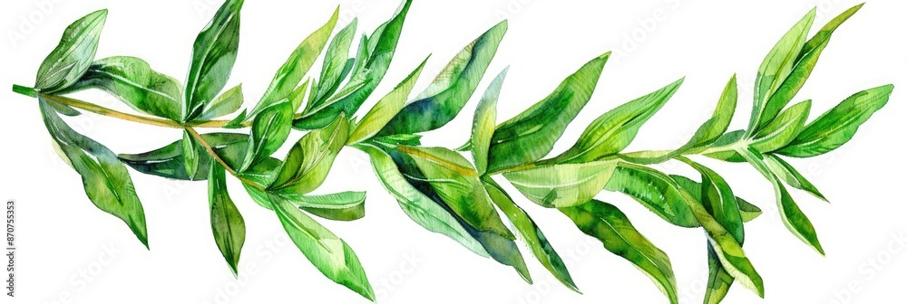 Fototapeta premium Hand-drawn Watercolor Illustration of Fresh Tarragon Sprig on White Background