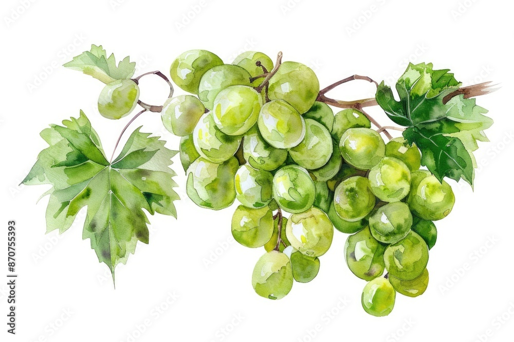 Hand-drawn Watercolor Illustration of Juicy Green Sultana Grapes and Leaves on White Background Hand-drawn Watercolor Illustration of Juicy Green Sultana Grapes and Leaves on White Background