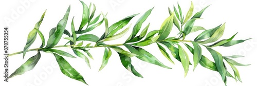 Hand-drawn Watercolor Illustration of Fresh Tarragon Sprig, Isolated on White Background