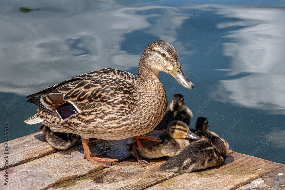 A family of Duck and Ducklings resting on the bank of Galve Lake, near Trakai Castle, Trakai, Vilnius, Lithuania A family of Duck and Ducklings resting on the bank of Galve Lake, near Trakai Castle, Trakai, Vilnius, Lithuania