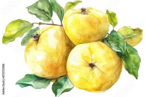 Vibrant Quince Fruits with Fresh Green Leaves. Hand-painted Watercolor Artwork on White Background photo