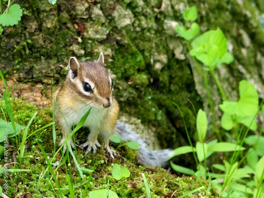 Wild Ezo chipmunk in the forest, eastern Hokkaido Wild Ezo chipmunk in the forest, eastern Hokkaido