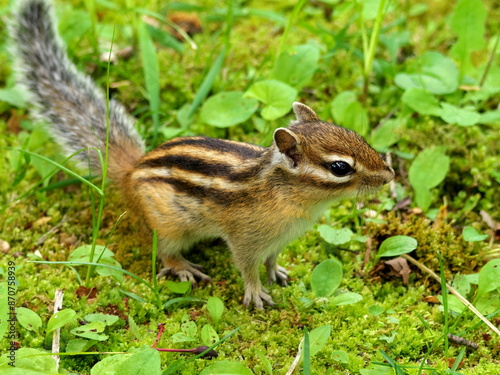 Wild Ezo chipmunk in the forest, eastern Hokkaido