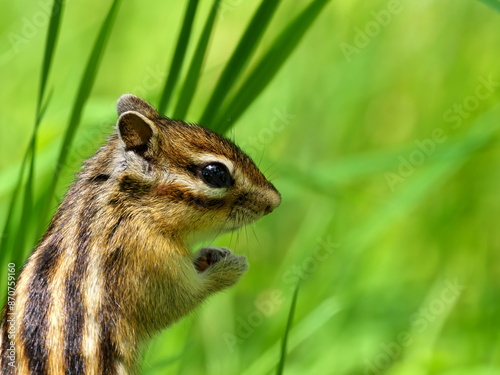 Wild Ezo chipmunk in the forest, eastern Hokkaido