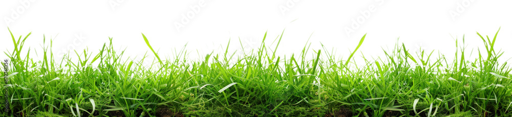 Fresh Green Grass Border Fresh Green Grass Border