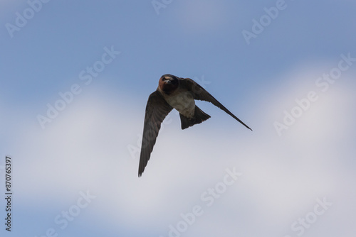 A Cliff Swallow flies overhead in a blue sky with puffy white clouds at the Bear River Migratory Bird Refuge in Brigham City, Utah, USA. photo