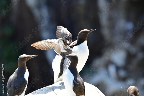 Guillemots  on the cliffs, Great Saltee Island, Kilmore Quay, Co. Wexford, Ireland photo