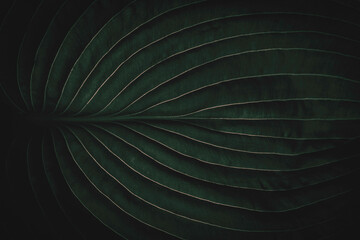 Closeup of exotic tropical jungle leaf with veins , dark green, chic stylish abstract, tropical botanical background, summer theme, lifestyle travel blog backdrop