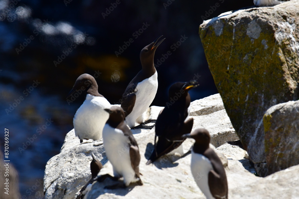 Obraz premium Guillemots on the cliffs, Great Saltee Island, Kilmore Quay, Co. Wexford, Ireland
