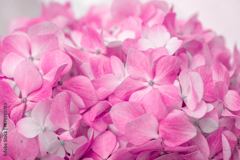 Pink flowers close up. Bouquet of purple flowers. City flower beds, a beautiful and well-groomed garden with flowering bushes. Pink flowers close up. Bouquet of purple flowers. City flower beds, a beautiful and well-groomed garden with flowering bushes.