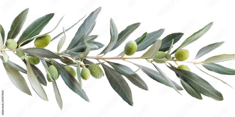 a olive tree with leaves isolated on white or transparent png a olive tree with leaves isolated on white or transparent png