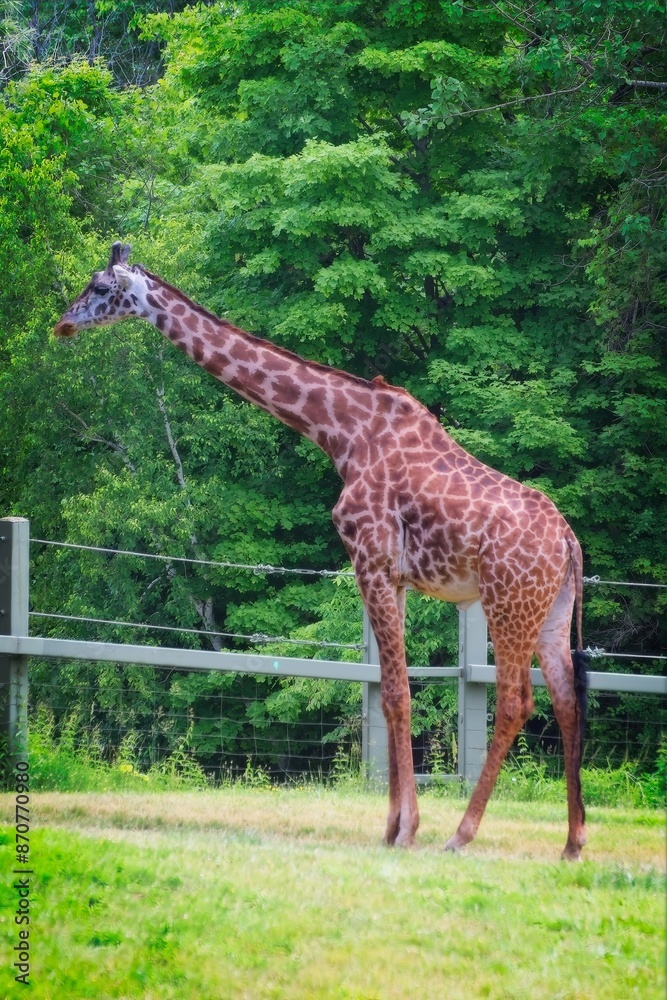 Giraffe standing on grass with green trees in the background Giraffe standing on grass with green trees in the background