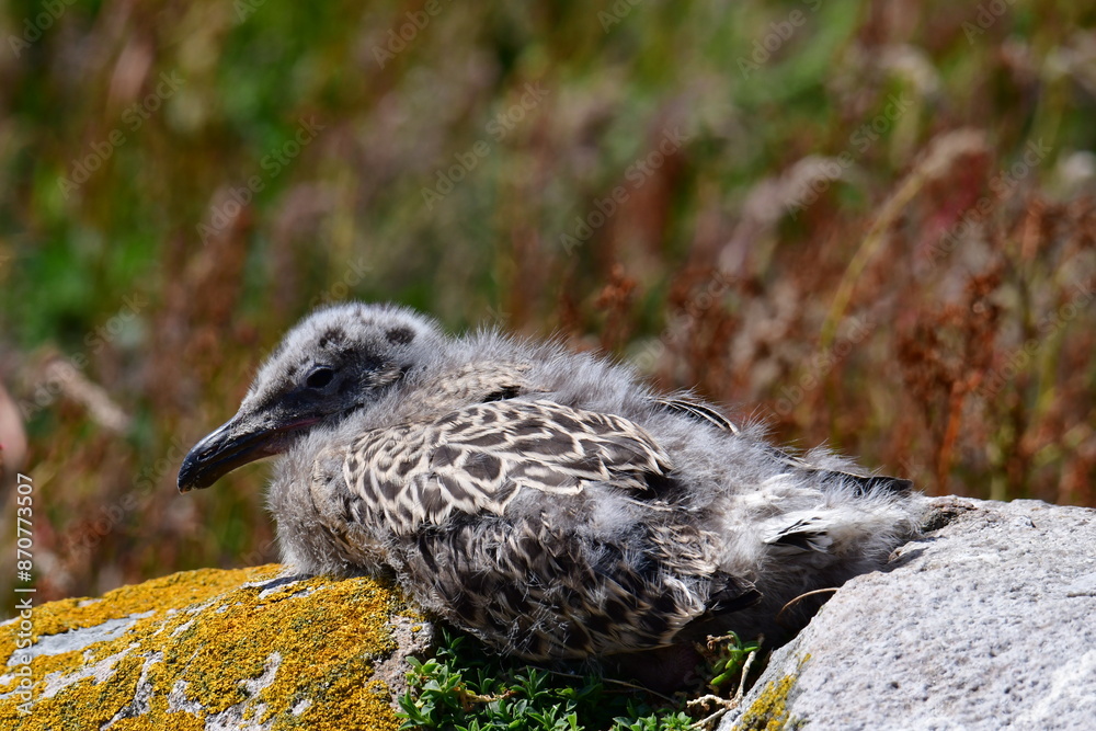 Obraz premium Seagull chicks. Great Saltee Island, Kilmore Quay, Co. Wexford, Ireland