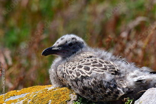 Seagull chicks. Great Saltee Island, Kilmore Quay, Co. Wexford, Ireland photo