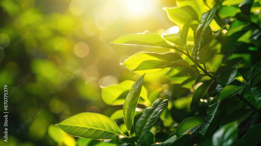 Obraz premium Close-up of vibrant green foliage under the warm sun, showcasing the beauty of nature in summer