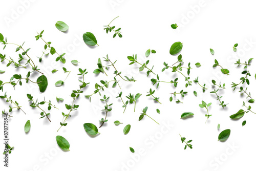 Fresh Thyme Herb Sprigs on Transparent Background