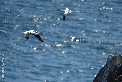 Gannets, Great Saltee Island, Kilmore Quay, Co. Wexford, Ireland photo