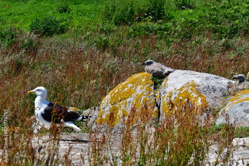 Seagull with a chicks. Great Saltee Island, Kilmore Quay, Co. Wexford, Ireland photo